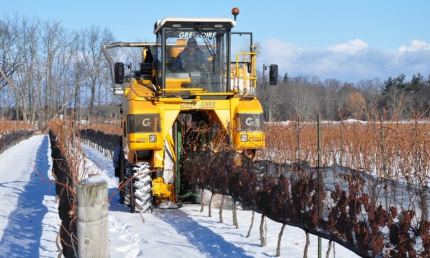 Icewine harvest adds to tourism experience