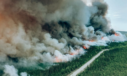 In the long run, grazing can help reduce wildfires