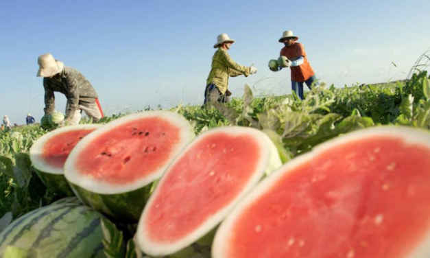 Brazil’s agri-food exports snap global attention