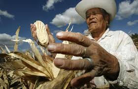 New battle emerges against GMO crops