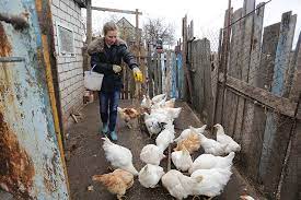 Household agriculture keeps Ukraine fed