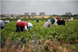 Grim outlook as Canada is short at least 3,800 seasonal farm workers